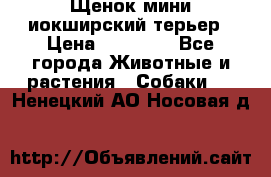Щенок мини иокширский терьер › Цена ­ 10 000 - Все города Животные и растения » Собаки   . Ненецкий АО,Носовая д.
